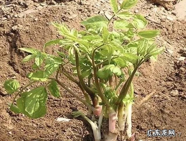 刺老芽这种野菜，如何大面积人工种植？前景怎么样？