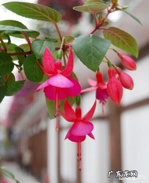 家庭养殖倒挂金钟一直掉蕾该怎么办?春季养殖倒挂金钟要注意什么?