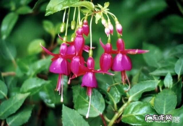 家庭养殖倒挂金钟一直掉蕾该怎么办？春季养殖倒挂金钟要注意什么？