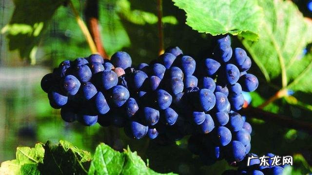 都有哪些对孩子眼睛好的食物?