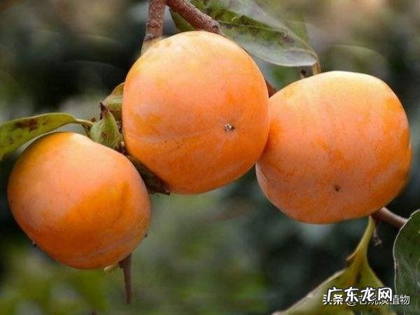 柿子为什么有的涩有的甜？