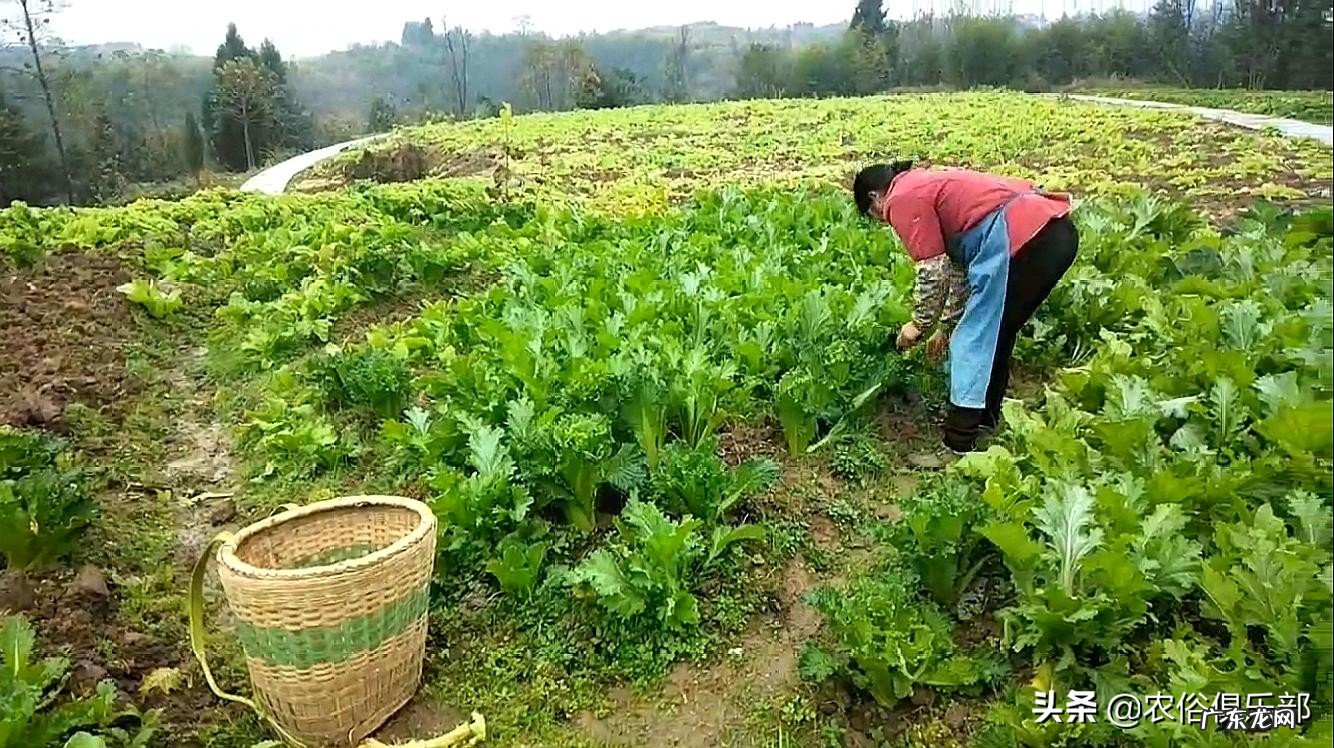 房屋朝山的风水 背靠山面朝水的房子风水