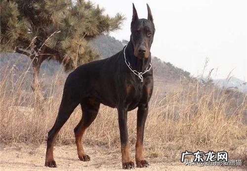 我是女生超级喜欢杜宾犬,建议养吗?