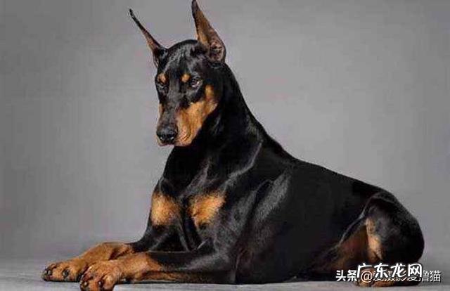 我是女生超级喜欢杜宾犬,建议养吗?