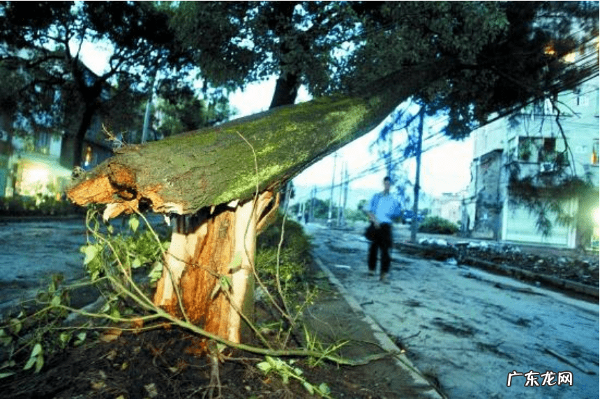 树叶砸头是什么兆头 被树枝砸到头寓意