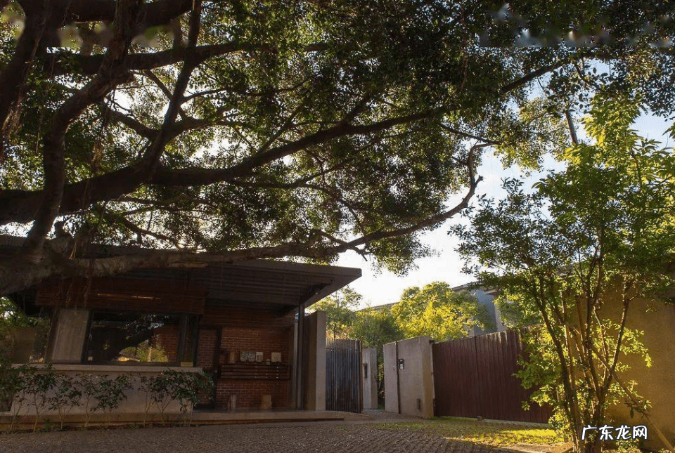 树叶砸头是什么兆头 被树枝砸到头寓意