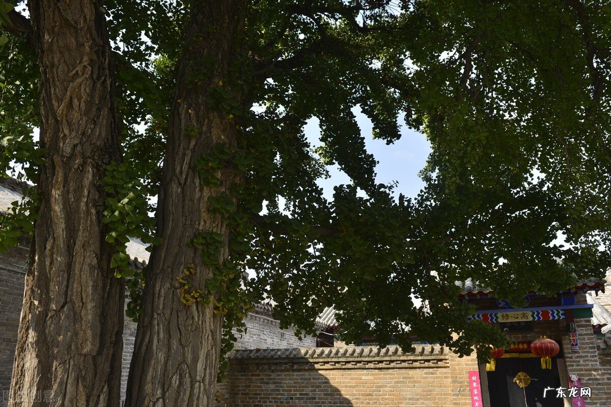 院子里为什么不能种大树？7个原因，看看你知道几个 房子建在大树下风水好吗