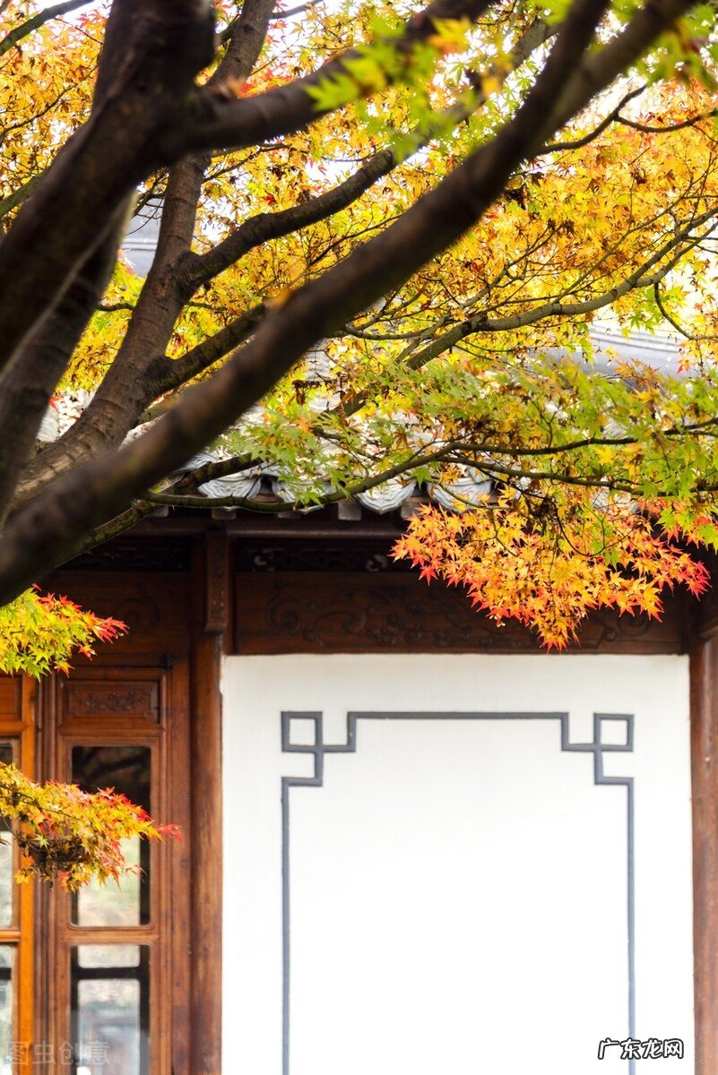 院子里为什么不能种大树？7个原因，看看你知道几个 房子建在大树下风水好吗