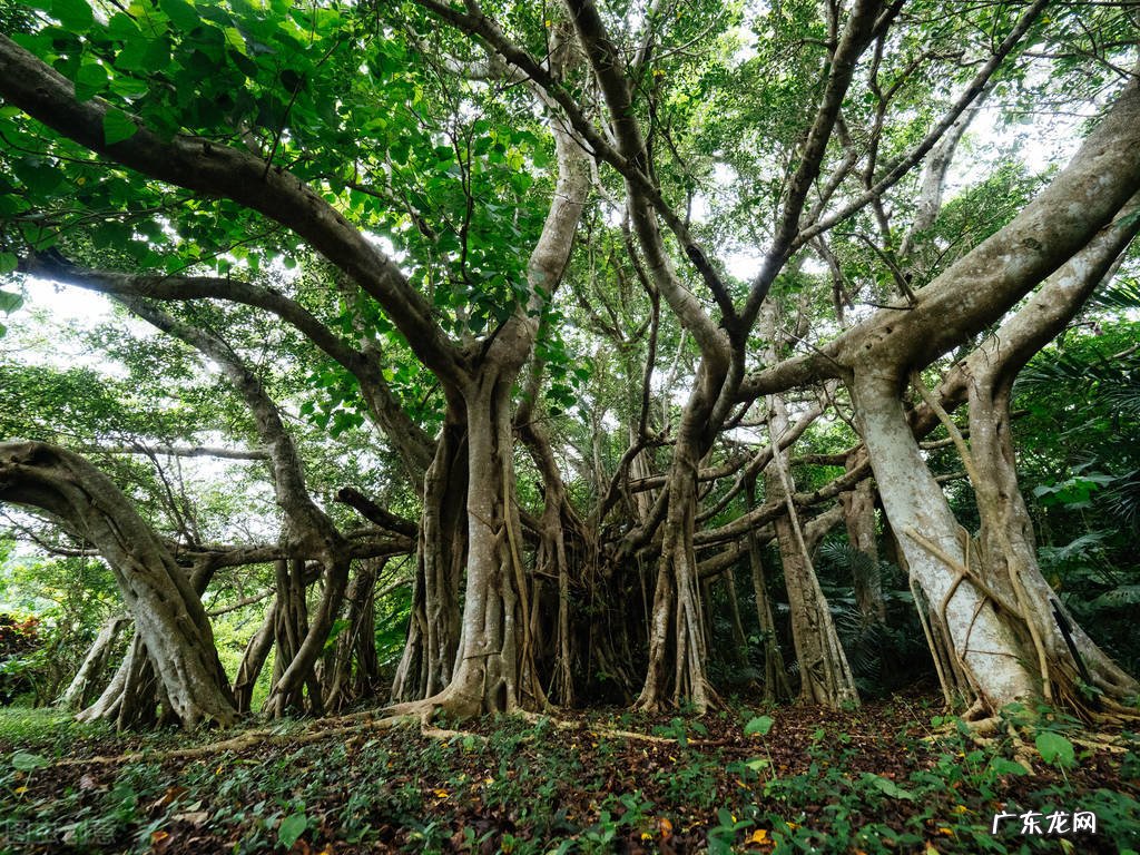 院子里为什么不能种大树？7个原因，看看你知道几个 房子建在大树下风水好吗