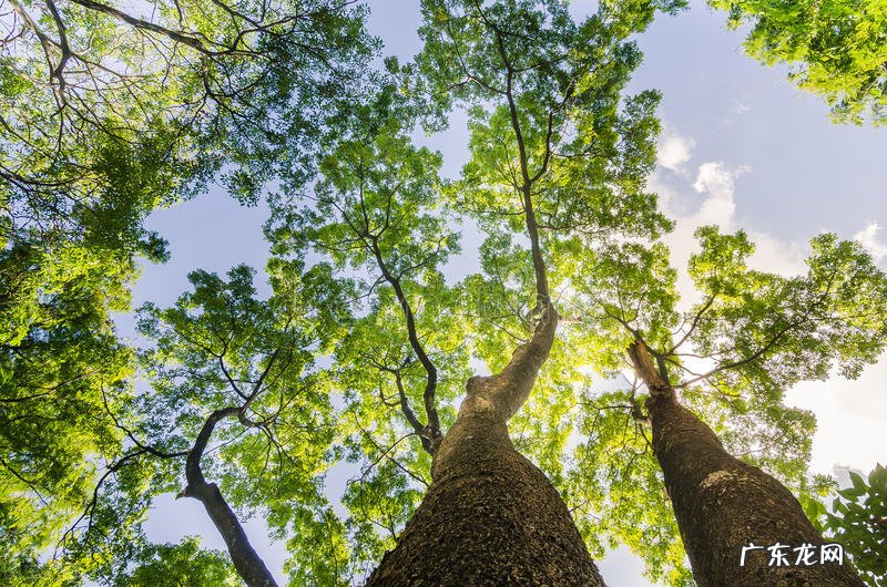 院子里为什么不能种大树？7个原因，看看你知道几个 房子建在大树下风水好吗