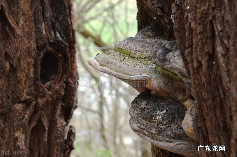 院子里为什么不能种大树？7个原因，看看你知道几个 房子建在大树下风水好吗