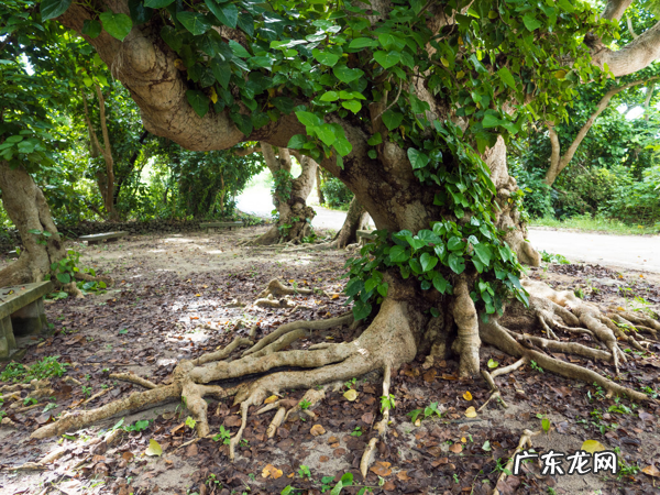 院子里为什么不能种大树？7个原因，看看你知道几个 房子建在大树下风水好吗