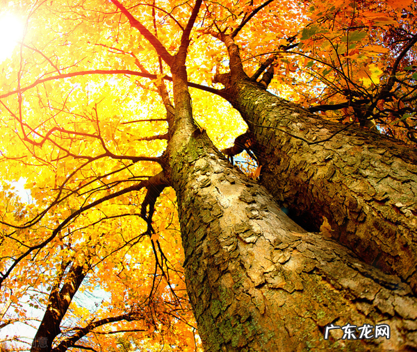 院子里为什么不能种大树？7个原因，看看你知道几个 房子建在大树下风水好吗