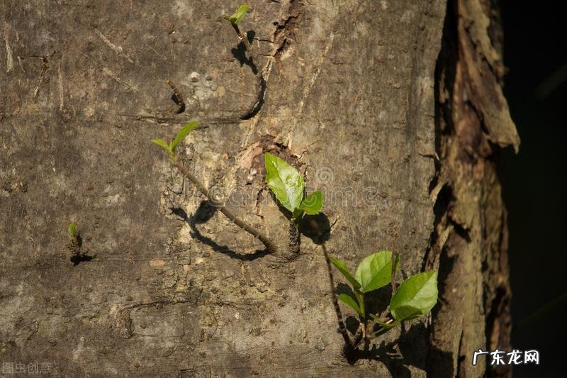 院子里为什么不能种大树？7个原因，看看你知道几个 房子建在大树下风水好吗