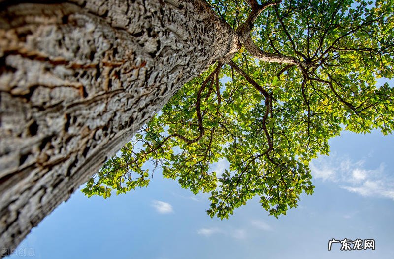 院子里为什么不能种大树？7个原因，看看你知道几个 房子建在大树下风水好吗