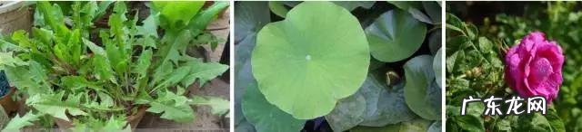 蒲公英叶子和蒲公英根的作用一样吗?