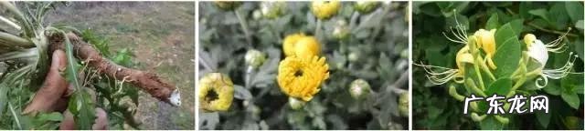 蒲公英叶子和蒲公英根的作用一样吗？