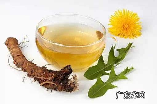 蒲公英叶子和蒲公英根的作用一样吗?