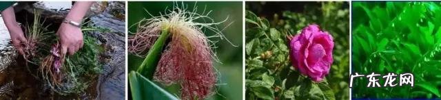 蒲公英叶子和蒲公英根的作用一样吗?