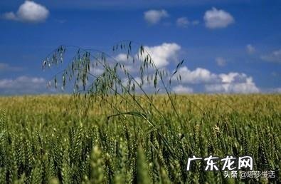今日立夏,农村老话说:立夏三天遍地锄是什么意思呢?