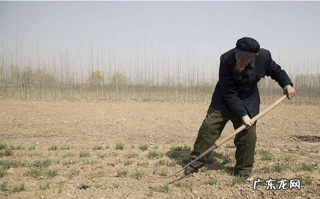 今日立夏,农村老话说:立夏三天遍地锄是什么意思呢?