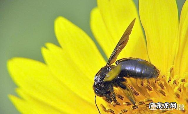 蜂蜜有什么功效,要怎么吃才是正确的?