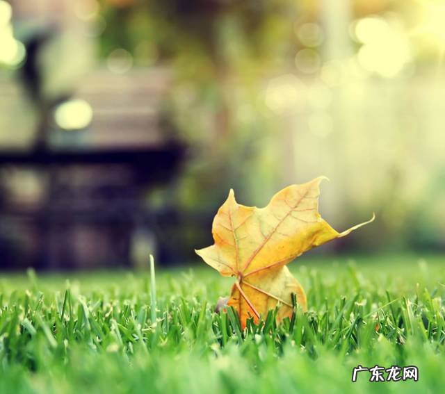 睡莲放在院里方位与风水 睡房放睡莲的风水好吗