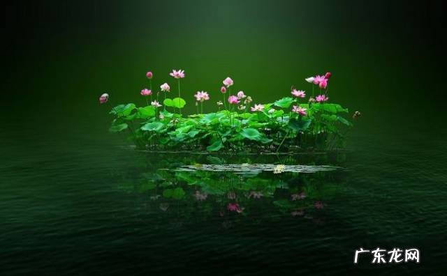 睡莲放在院里方位与风水 睡房放睡莲的风水好吗