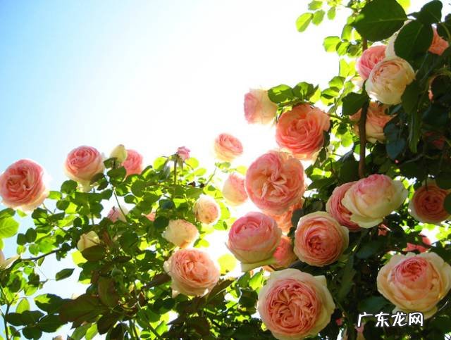 睡莲放在院里方位与风水 睡房放睡莲的风水好吗