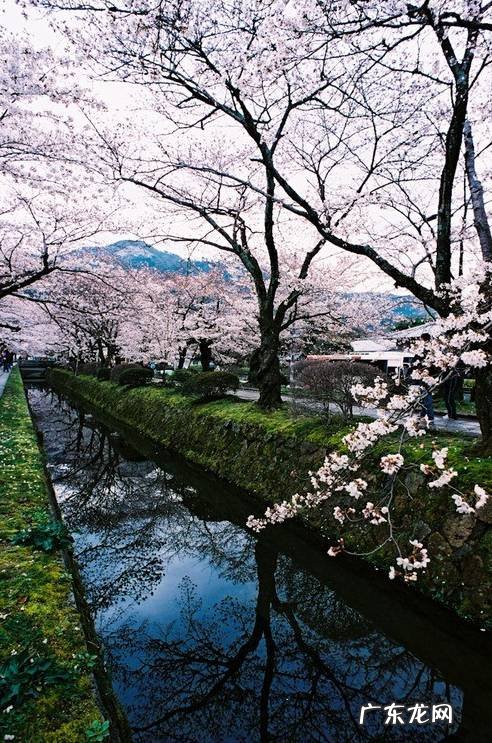 睡莲放在院里方位与风水 睡房放睡莲的风水好吗