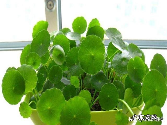 铜钱草耐寒吗？