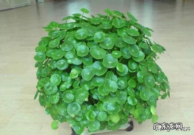 铜钱草耐寒吗？