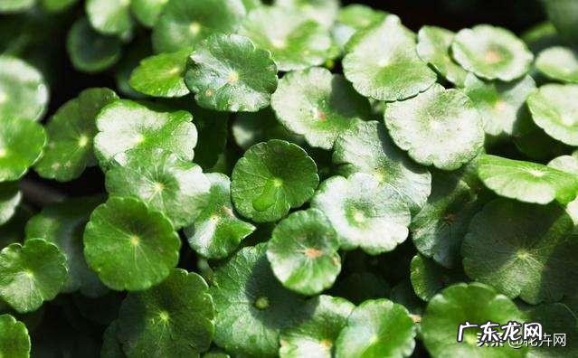 铜钱草耐寒吗？