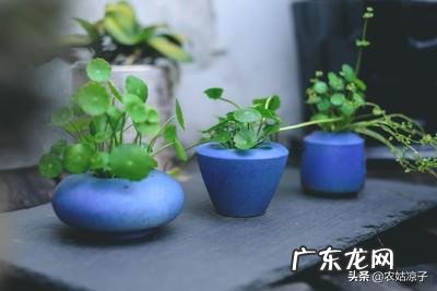 铜钱草耐寒吗？