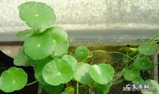 铜钱草耐寒吗？