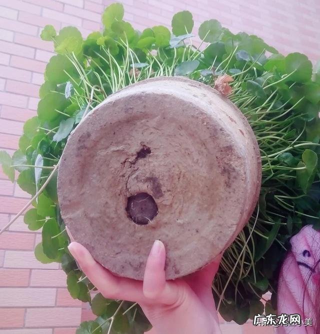 铜钱草耐寒吗?