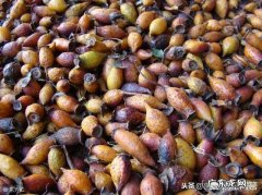 金樱子有什么功效？