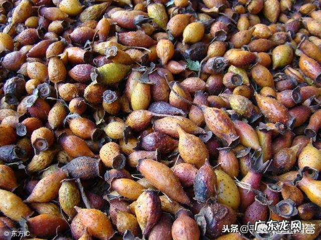 金樱子有什么功效？