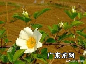 金樱子有什么功效?