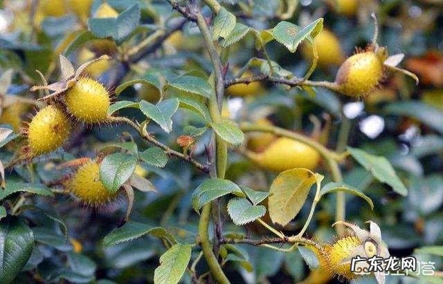 金樱子有什么功效？