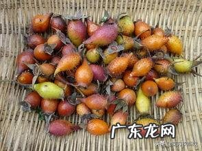 金樱子有什么功效?