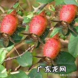 金樱子有什么功效?