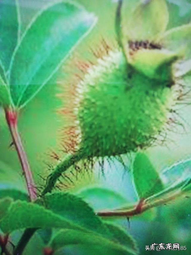 金樱子有什么功效？