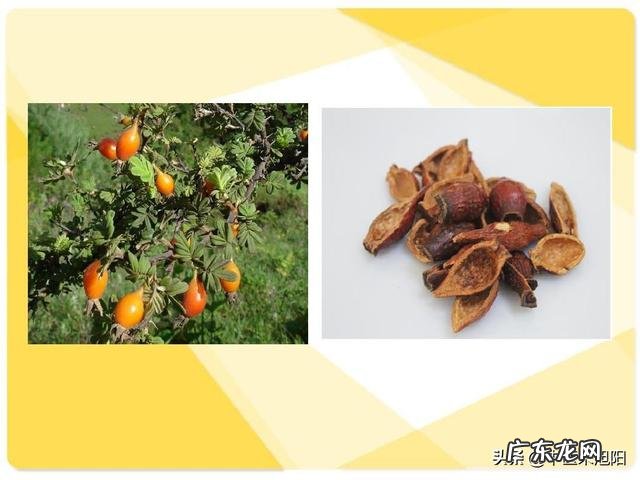 金樱子有什么功效?