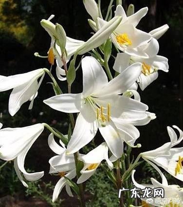 芦荟和哪些植物有美容养颜功效？