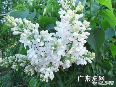 芦荟和哪些植物有美容养颜功效？