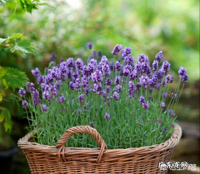 芦荟和哪些植物有美容养颜功效？