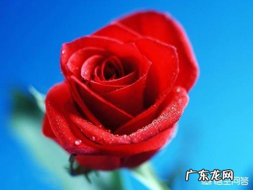 芦荟和哪些植物有美容养颜功效?