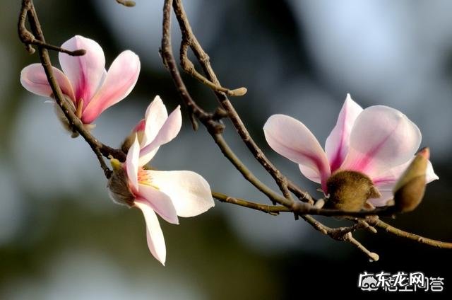 芦荟和哪些植物有美容养颜功效？