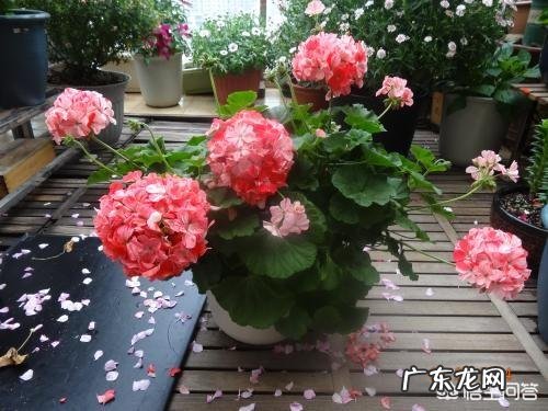 芦荟和哪些植物有美容养颜功效？